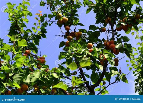 Apricots on Tree at Harvest Time in Orchard Stock Image - Image of harvest, blue: 154946581