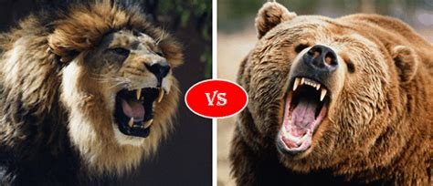 African Lion Vs Grizzly Bear fight comparison, who will win?