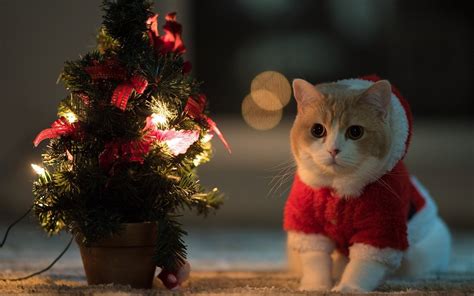 cat, Animals, Christmas Tree, Santa Costume Wallpapers HD / Desktop and Mobile Backgrounds