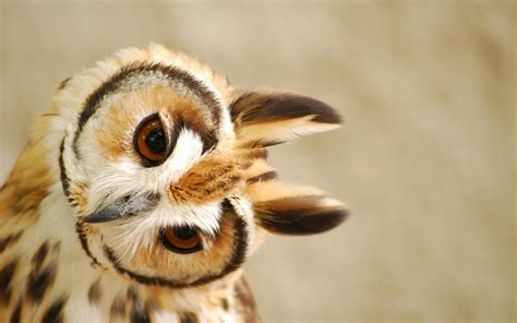 Cute Cartoon Owl Wallpaper - WallpaperSafari