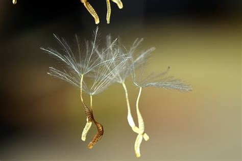 300+ Free Flying Seeds & Dandelion Images - Pixabay