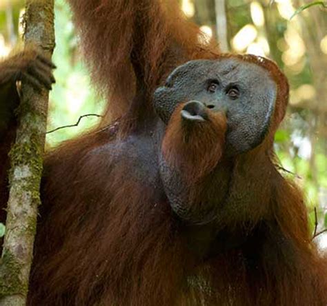 Preserving orangutan culture an ingredient for successful conservation