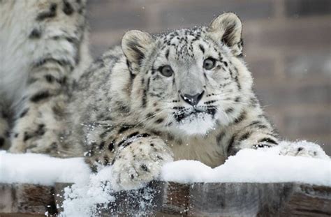 Cleveland Zoo Animals Welcome Visitors All Year Round, No Matter How Cold | CoolCleveland