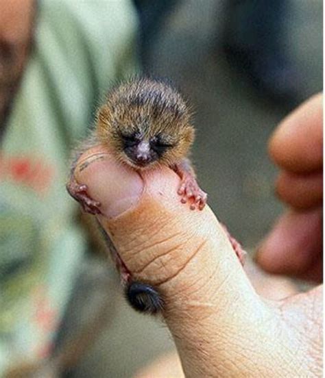 Baby mouse lemur | WOW! | Pinterest