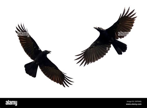 One crow flying hi-res stock photography and images - Alamy