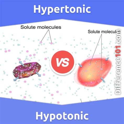 Hypertonic vs. Hypotonic: 5 Key Differences, Pros & Cons, Similarities | Difference 101