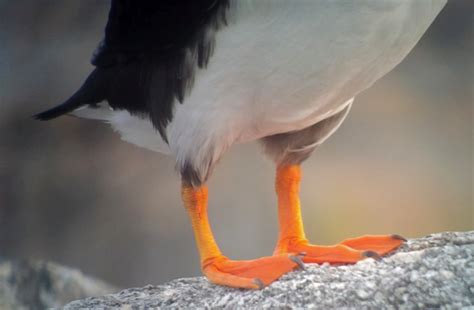 Each Pair of Little Orange Puffin Feet Tells a Story | Explore