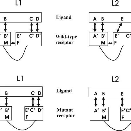 Structures of GnRHs and the human GnRH receptor. A, primary structures ...