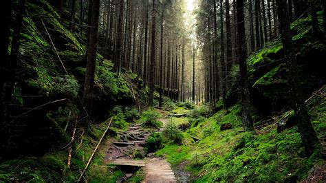 HD wallpaper: forest 4k desktop background hd, tree, plant, land, direction | Wallpaper Flare