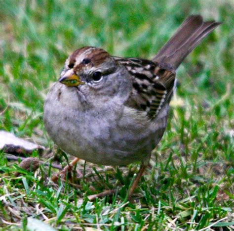 White-crowned Sparrow