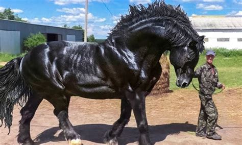 Entrena a caballo gigante para competir – Al verlo, jueces llaman a la policía | Caballos de ...