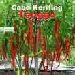 Jual Benih Cabe Cabai Keriting Tenggo Isi 10 Gram Cap Tiga Daun Tipe ...