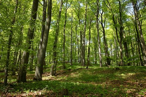 Die Thüringische Wald Im Frühling Stockfoto und mehr Bilder von Baum - iStock