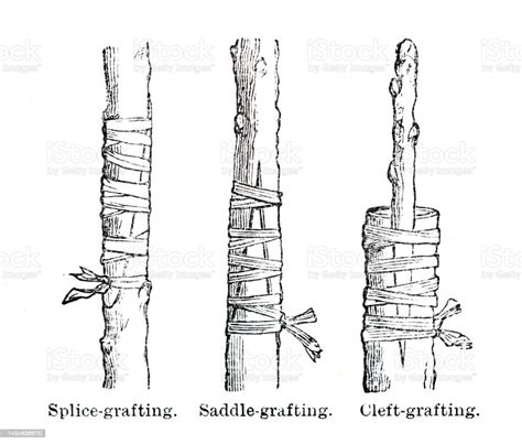 Methods Of Grafting Plants Stock Illustration - Download Image Now - Plant, Splice, 19th Century ...