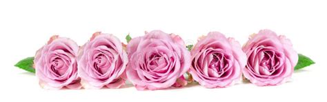 Roses in a row stock image. Image of background, border - 106023895