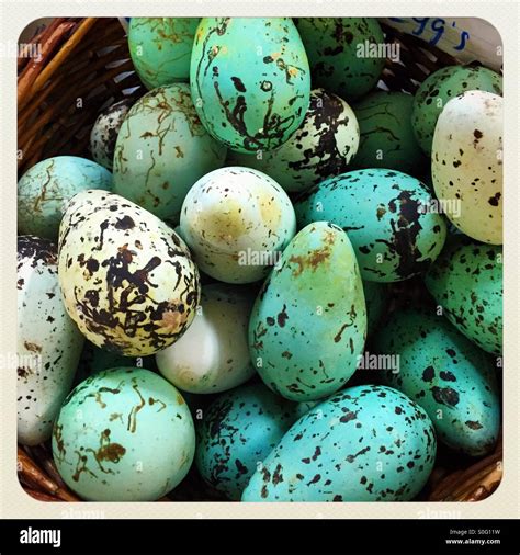 Guillemot eggs hi-res stock photography and images - Alamy