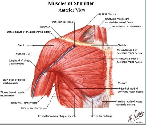 Shoulder Muscle Anatomy Diagram / 「clavicle muscle」的圖片搜尋結果 ...