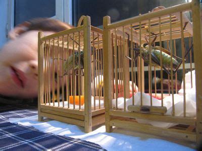 Crickets As Pets :Guide to Breeding Feeder Crickets