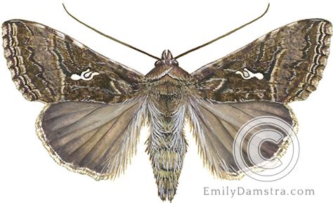 Cabbage looper moth - Emily S. Damstra