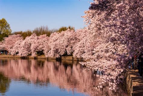 Free Photo | Cherry blossoms reflected in the tidal basin during the cherry blossom festival