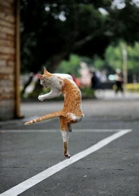 Sign in | Dancing cat, Cats, Crazy cats