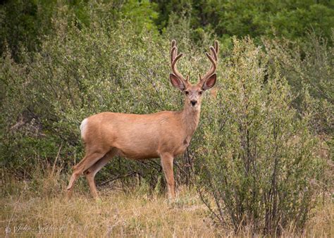 Beautiful Young Colorado Mule Deer Buck - Scenic Colorado Pictures ...