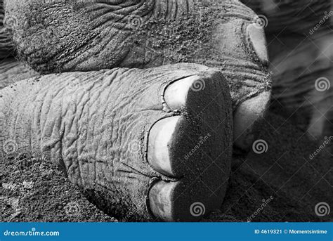 Elephant feet stock image. Image of feet, texture, skin - 4619321