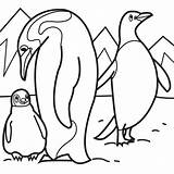 Little Blue Penguin Coloring Pages sketch template