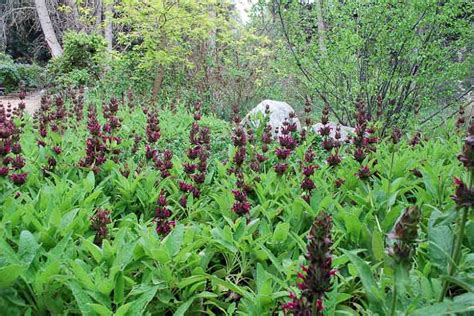 Hummingbird Sage Care And Growing Guide