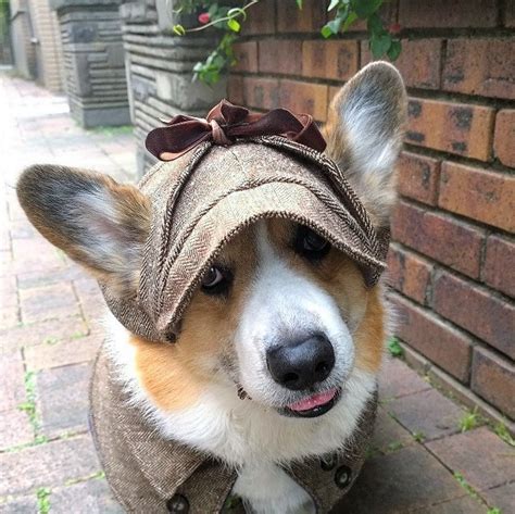 15+ Best Corgi Halloween Costumes That Are So Funny!