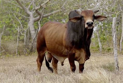 Característica del red sindhi, una raza bovina pequeña y resistente ...