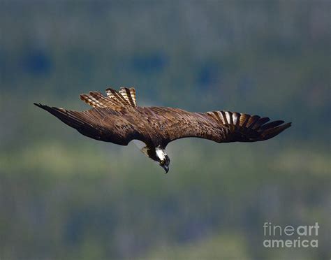 Osprey Diving Photograph by Dennis Hammer - Fine Art America