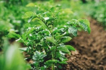 20 of the Best Companion Plants for Potatoes (And a Few to Avoid)