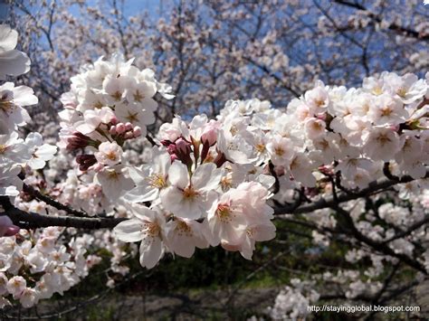 A Global Life: Nagoya : Cherry Blossoms near Yamazaki River