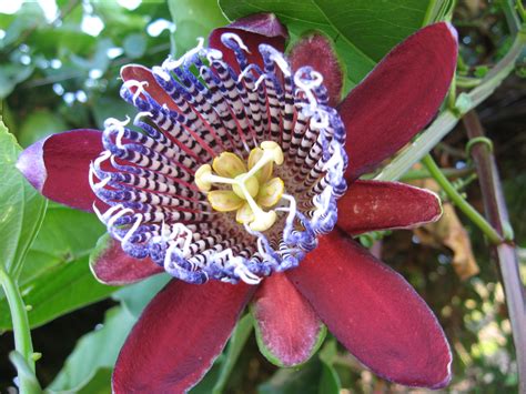 File:Passiflora alata flower.jpg