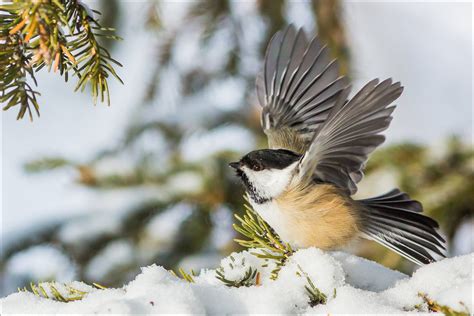 bird feeder | Christopher Martin Photography