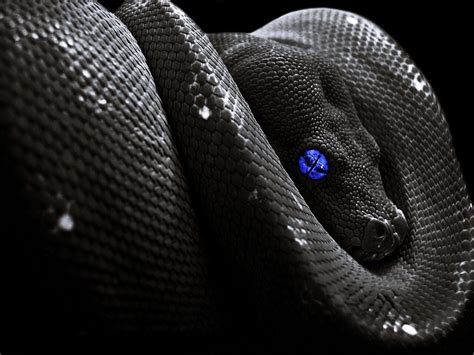 Black Snake Wallpapers - Wallpaper Cave