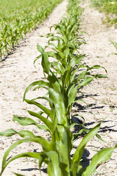 rows of green corn 9720463 Stock Photo at Vecteezy