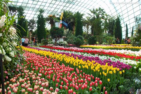 Awesome Tulips Flower Dome 15+