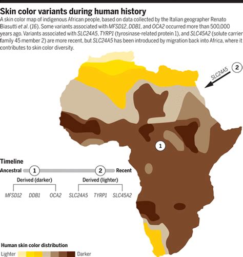 🌈 The evolution of human skin color answers. Evolution of human skin color. 2022-10-06