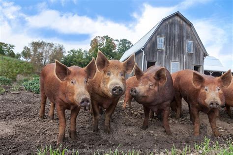 Tamworth pigs are prized for their bacon. | Varkenshouderij, Varkens, Schattige dieren