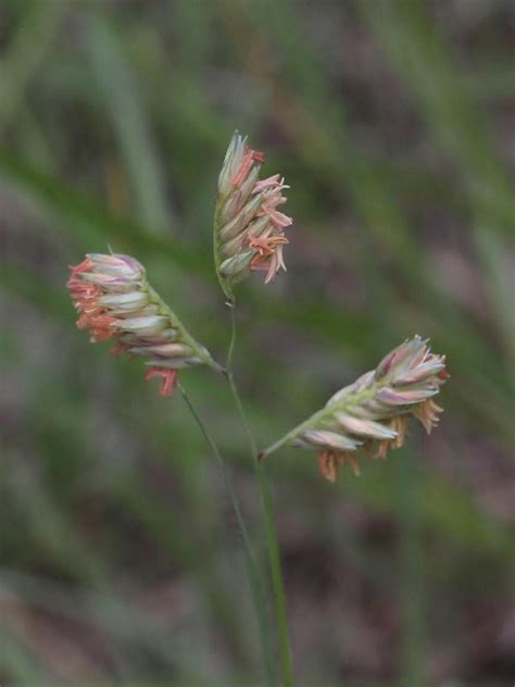 Buffalograss | Oklahoma State University