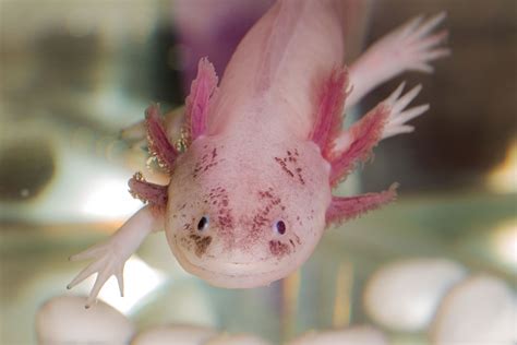 What Size Tank Do Axolotl Need? Tank 101