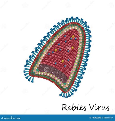 Colourful Rabies Particle Structure Isolated Stock Vector - Illustration of diagram, human ...