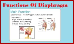 What is the Function of the Diaphragm? - 99Science