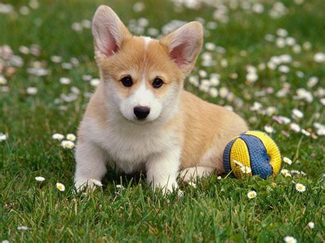 Chi tiết với hơn 58 về hình nền chó corgi cute - cdgdbentre.edu.vn