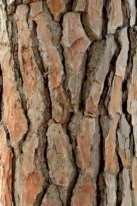 Tree Bark Texture image - Free stock photo - Public Domain photo - CC0 Images