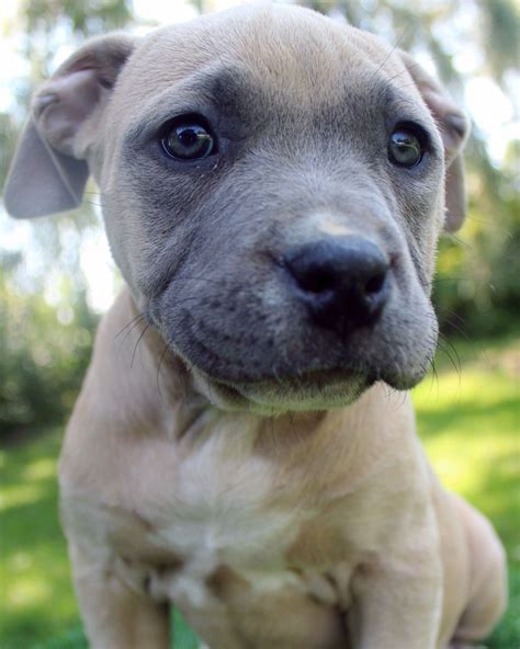 a close up of a dog on a grass field with trees in the back ground