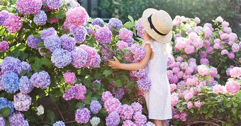 Cantiknya Bunga Hydrangea dan Makna di Balik Tiap Warnanya - The Editor