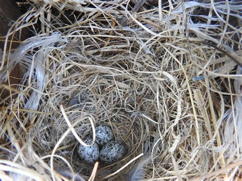 House Sparrows - Mating, Nesting, and Feeding Habits Explained (2022)